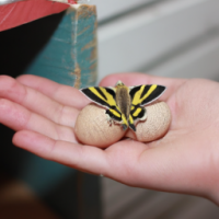 Нарисуй барбоса на грядке