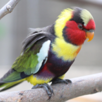 нарисуй попугая